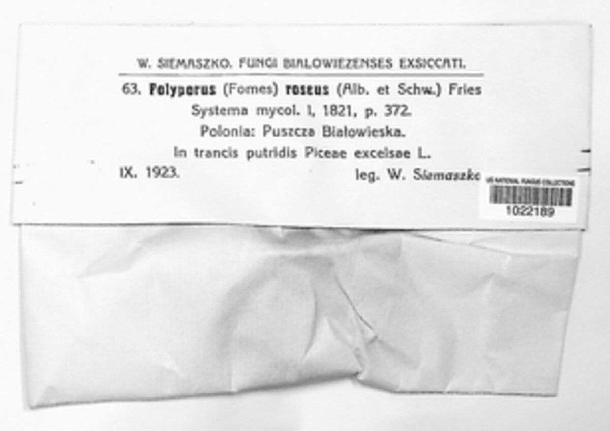 Polyporus roseus image